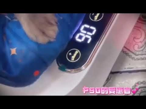 狗狗 椎間盤突出 P90 PEMF